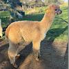 TOFT Nautilus Light Fawn Stud Male standing at TOFT Alpaca Stud